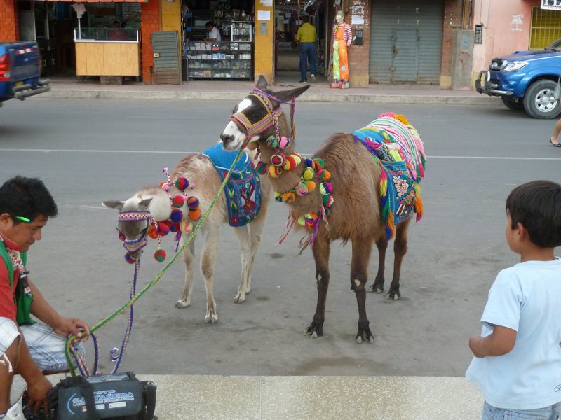 Donkey in the Plaza de Armas