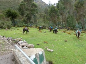 Our pack horses and donkeys grazing