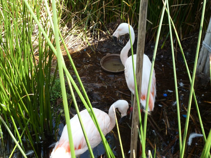 Flamingos on Uros