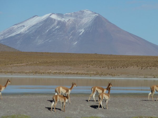 Llamas, Lagona and Mountain