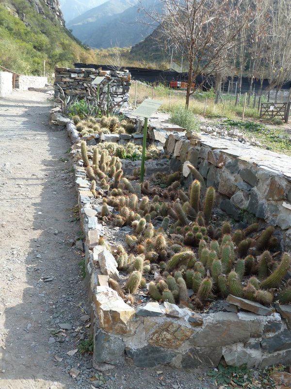 Villavicencio Park - more cacti
