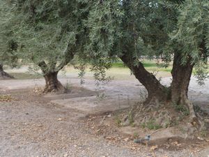 Channel irrigation of 100 year old olive trees