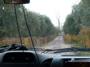 Driveway to Cechin Organic Winery + olive trees