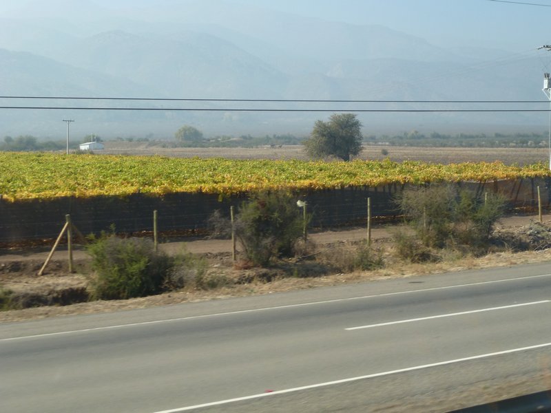 Vineyards outside Santiago