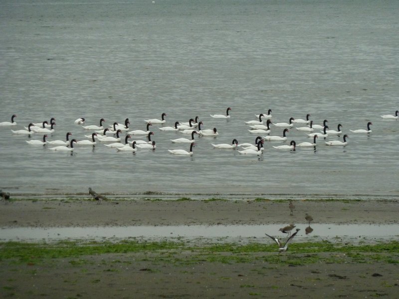 Isla Quinchao rare, black necked swans