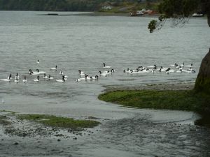 Isla Quinchao flock of black-neck swans