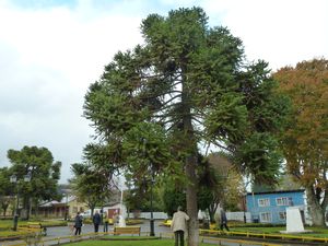 Isla Quinchao Square - old local tree