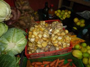 Large garlic in Dalcahueon Isle of Chiloe