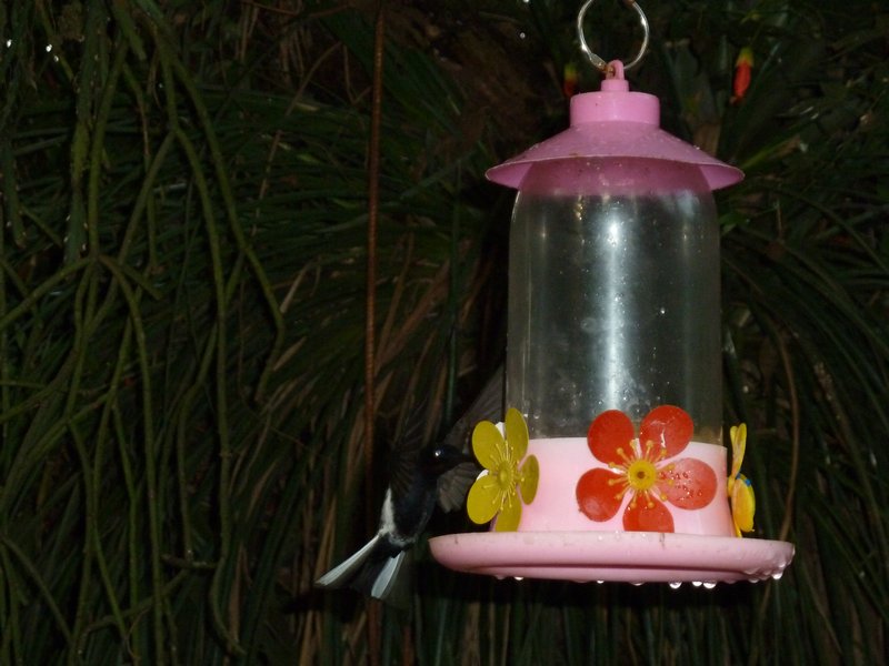 Jardine de los Picaflores - Black humming bird