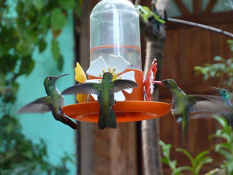 Jardine de los Picaflores humming birds (2)