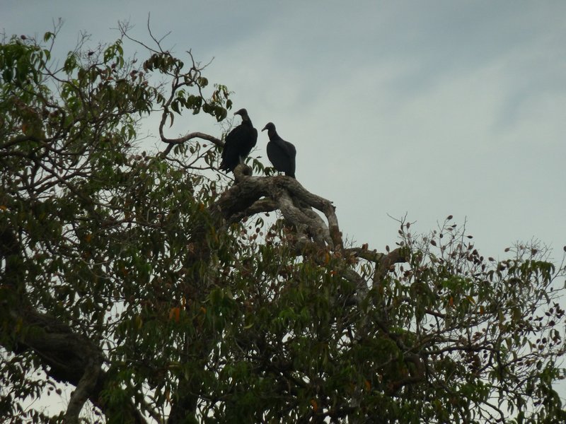 A pair of vultures