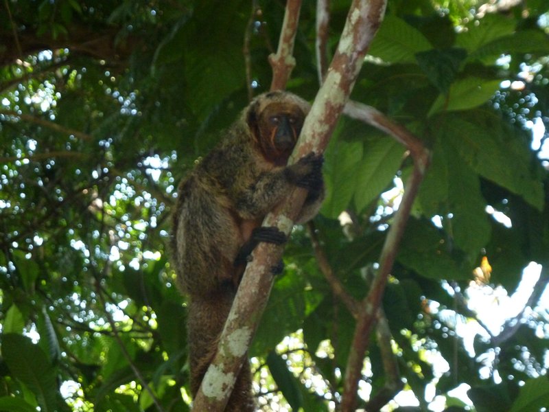 Monkey at one of the villages (1)