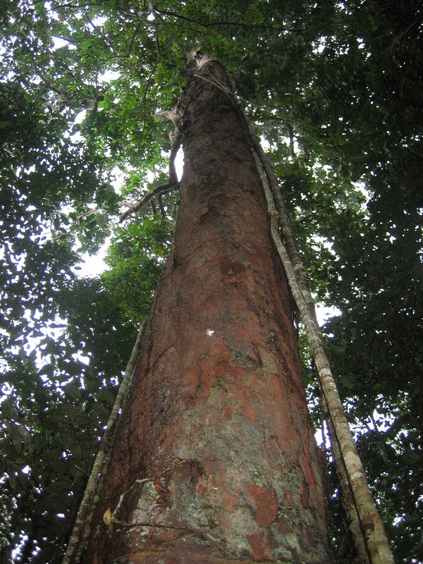 Old hardwood tree in jungle