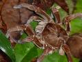 Massive furry Amazon spider (3)