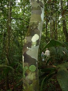 Scenes of the Amazon jungle (4)