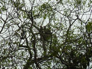 Three fingered sloth in tree (5)