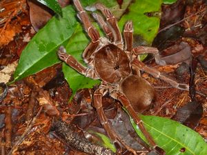Massive furry Amazon spider (2)