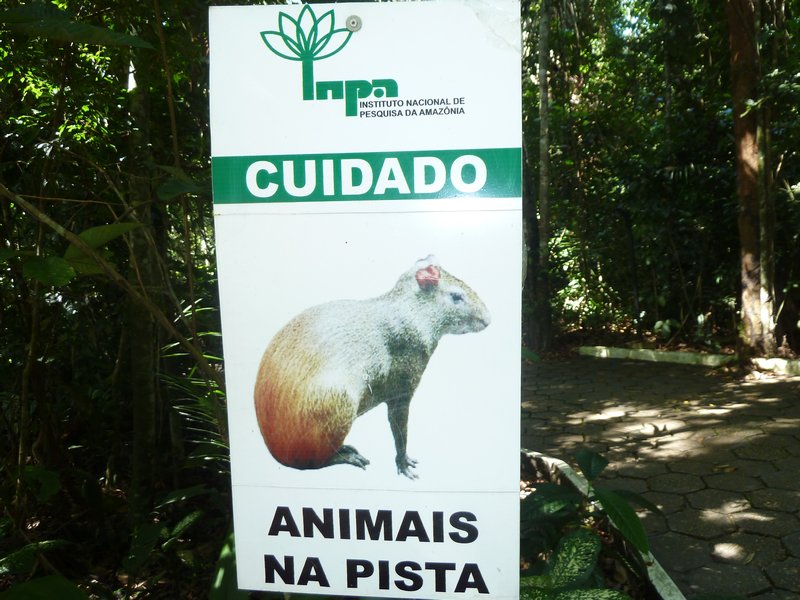INPA - Instituto de National Pesquisas de Amazona (24)