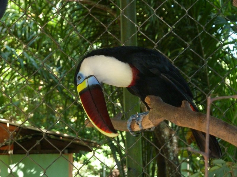 CIGS - Military Managed Zoo - toucan