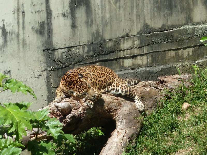 CIGS - Military Managed Zoo - jaguar