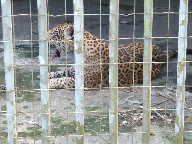 CIGS - Military Managed Zoo - jaguar yawning