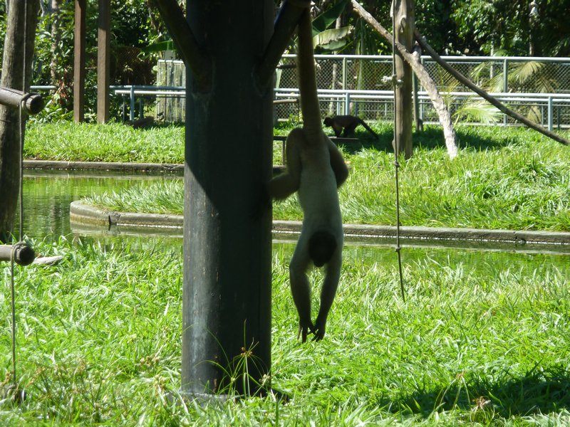 CIGS - Military Managed Zoo - monkey hanging around