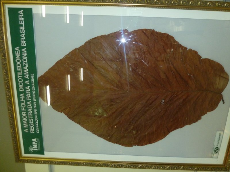 INPA - Instituto de National Pesquisas de Amazona - giant leaf 1.5 metres long