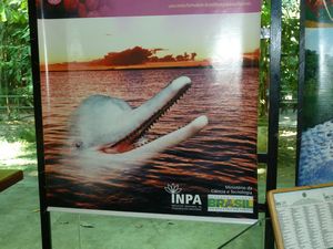 INPA - Instituto de National Pesquisas de Amazona - pink dolphin which we didnt see so a photo of a poster will have to do
