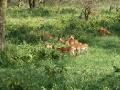 Lake Nakura National Park Impala breeding herd (1)