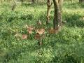 Lake Nakura National Park Impala breeding herd (2)
