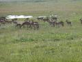 Lake Nakura National Park Impala breeding herd (3)