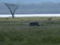 Lake Nakura White Rhino with baby (1)