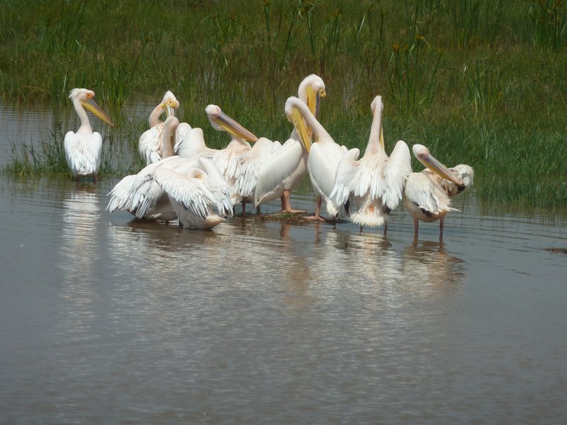 Lake Nakura National Park (37)