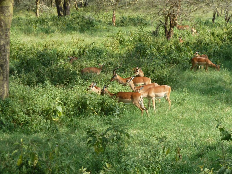 Lake Nakura National Park Impala breeding herd (1)