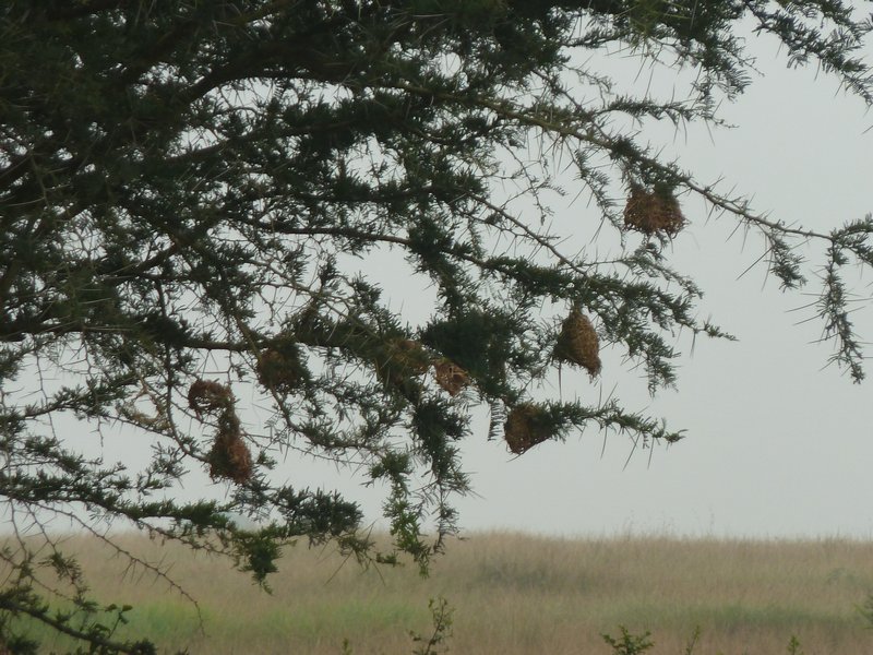 Weaver bird nests in tree (1)