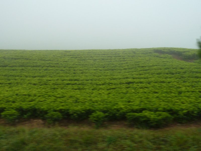 Tea Planataion on the way to Uganda (8)