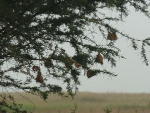 Weaver bird nests in tree (1)