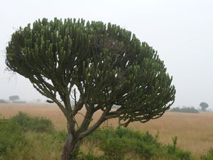 Candalabra Tree