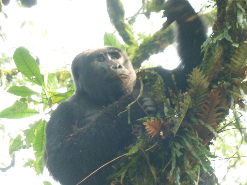 Ugandan Gorilla Tour 24 July (20)