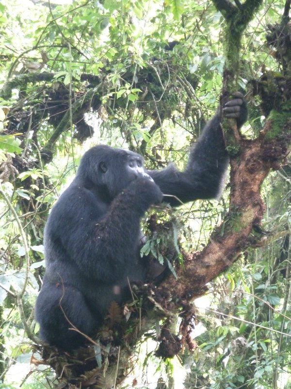 z Ugandan Gorilla Tour 1 year old gorilla (46)