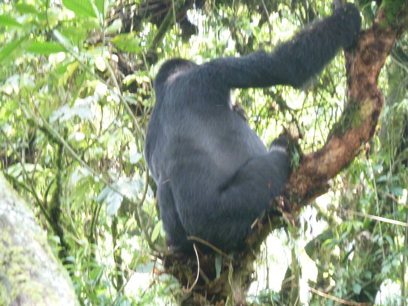 z Ugandan Gorilla Tour 1 year old gorilla (47)