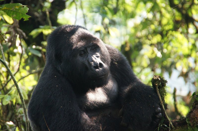 z Ugandan Gorilla Tour 24 July (4)