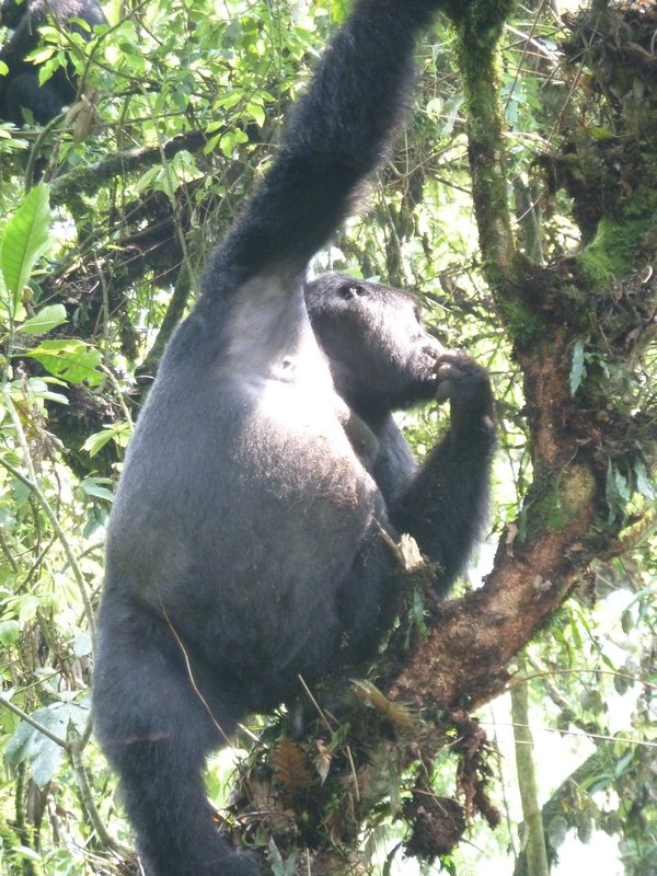 z Ugandan Gorilla Tour a young gorilla (44)