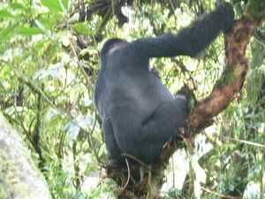 z Ugandan Gorilla Tour 1 year old gorilla (47)
