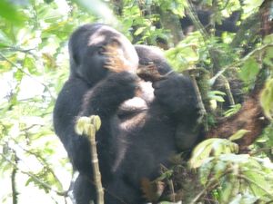 z Ugandan Gorilla Tour Silverback 2 metres away from us (43)