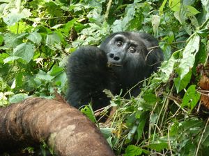 z Ugandan Gorilla Tour Silverback 2 metres away from us (51)