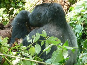 z Ugandan Gorilla Tour Silverback 2 metres away from us (48)