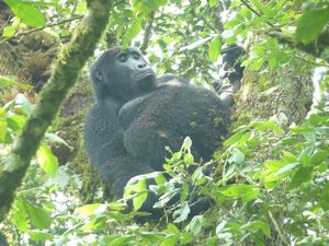 z Ugandan Gorilla Tour Silverback 2 metres away from us (52)
