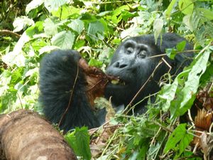z Ugandan Gorilla Tour Silverback 2 metres away from us (49)