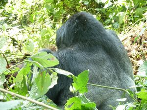 z Ugandan Gorilla Tour Silverback 2 metres away from us (53)